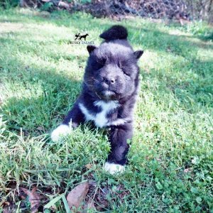 AKC Breeders