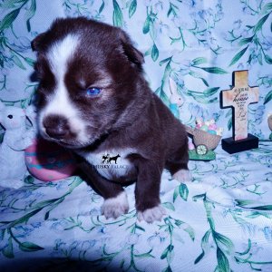 Siberian Husky Puppies For Sale