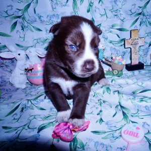 Siberian Husky Puppies For Sale