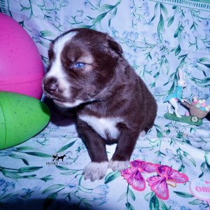 Siberian Husky Puppies For Sale