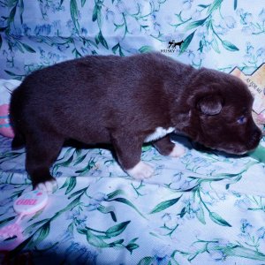 Siberian Husky Puppies For Sale