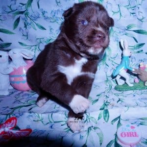 Siberian Husky Puppies For Sale