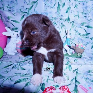 Siberian Husky Puppies For Sale