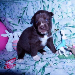 Siberian Husky Puppies For Sale