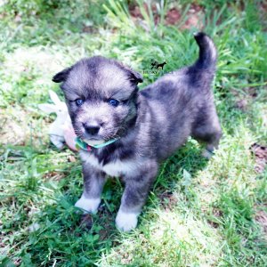 Blue Eyes Husky