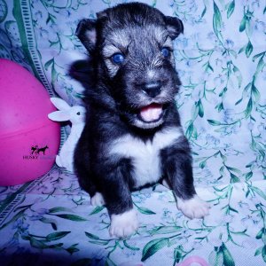Siberian Husky Puppies For Sale