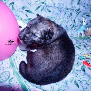 Siberian Husky Puppies For Sale