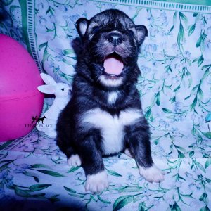 Siberian Husky Puppies For Sale