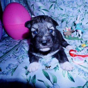 agouti husky puppy