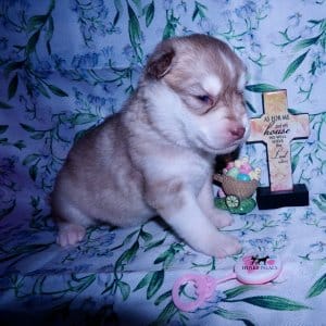 Siberian Husky Puppies For Sale