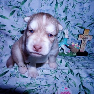 Siberian Husky Puppies For Sale