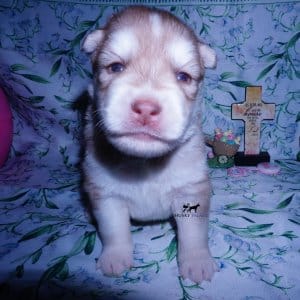Siberian Husky Puppies For Sale
