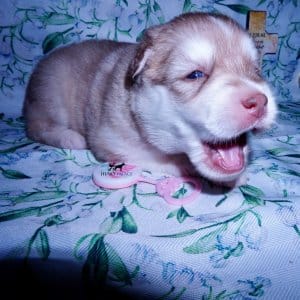 red husky puppy