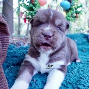 AKC Husky Puppies