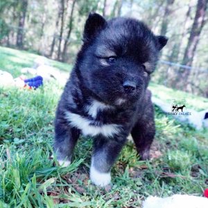 Agouti Husky Breeder