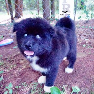 AKC Breeders