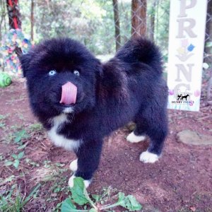 AKC Breeders