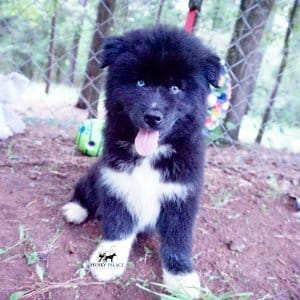 AKC Breeders