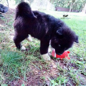 AKC Breeders