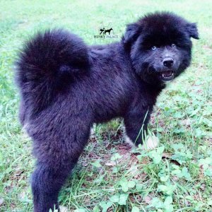AKC Breeders