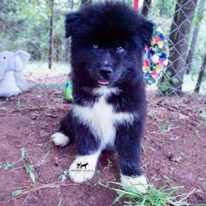 AKC Breeders