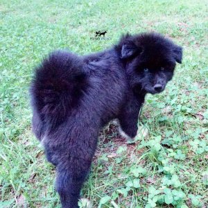 AKC Breeders