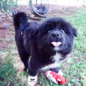 AKC Breeders