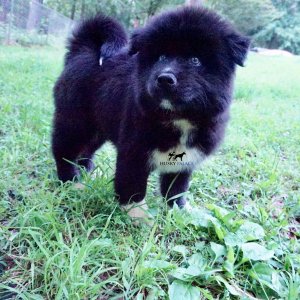 AKC Breeders