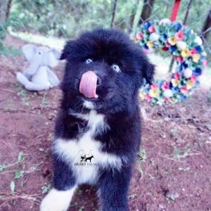 AKC Breeders
