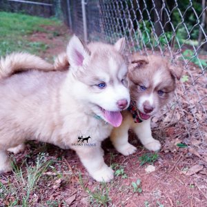AKC Huskies