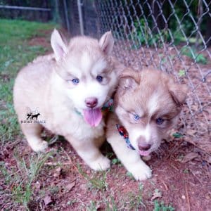 AKC Huskies