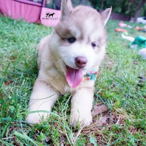 AKC Huskies