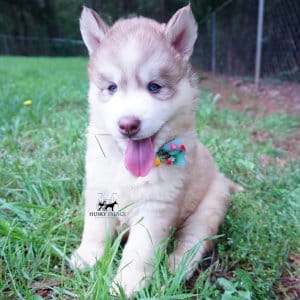 AKC Huskies