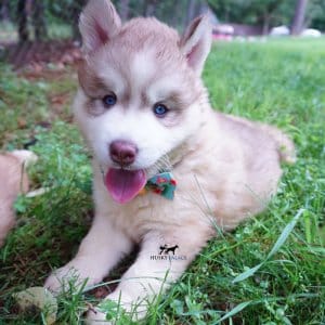 AKC Huskies