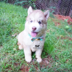 AKC Huskies
