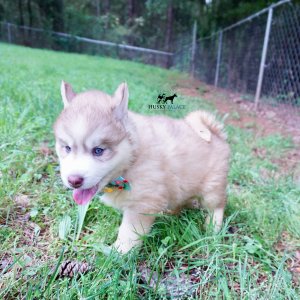 AKC Huskies