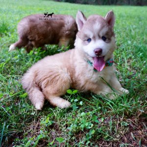 AKC Huskies