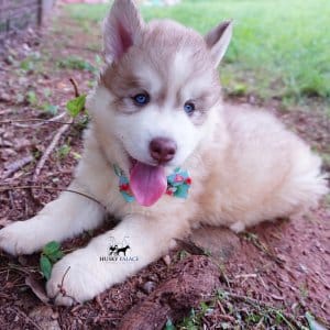 AKC Huskies