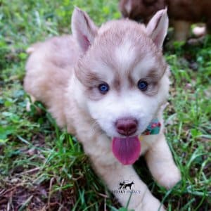 AKC Huskies