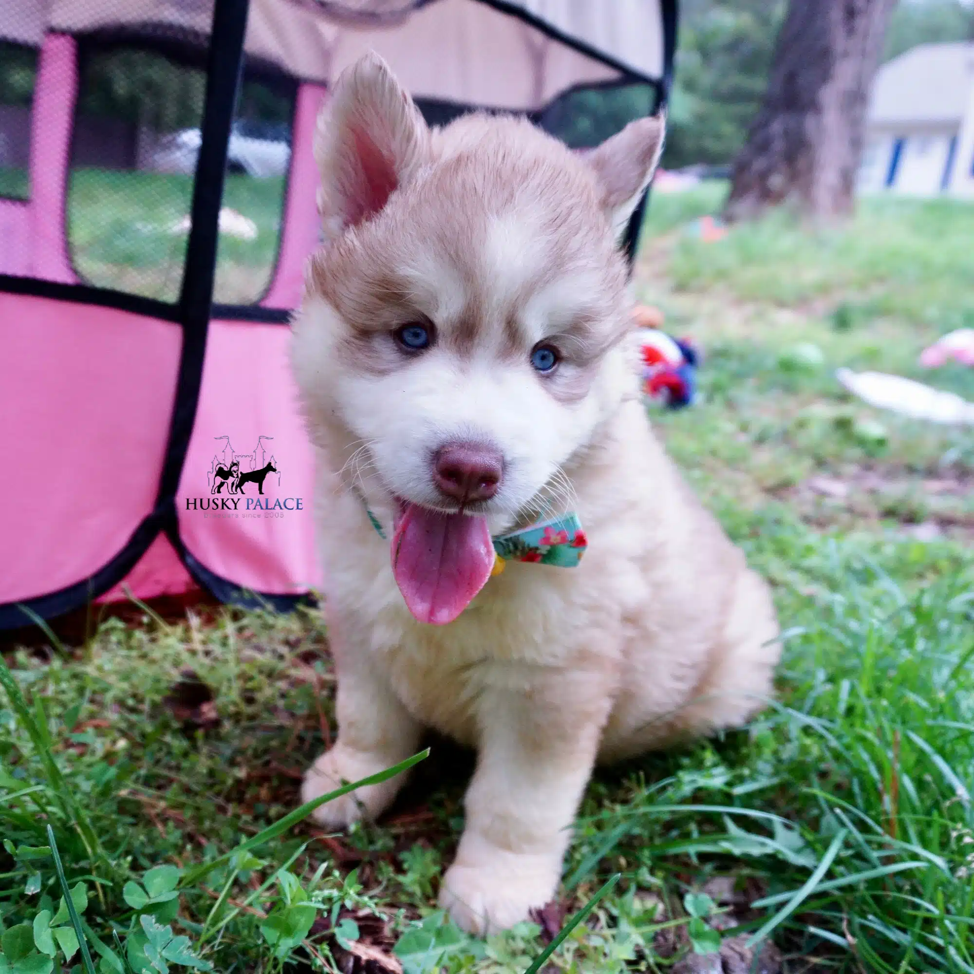 AKC Huskies
