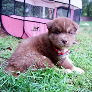 AKC Husky Puppies