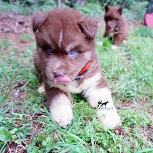 AKC Husky Puppies