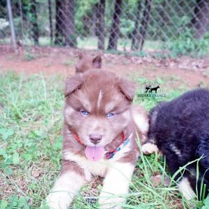 AKC Husky Puppies