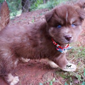 AKC Husky Puppies