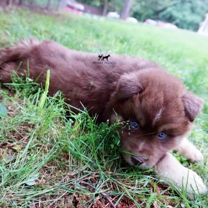 AKC Husky Puppies
