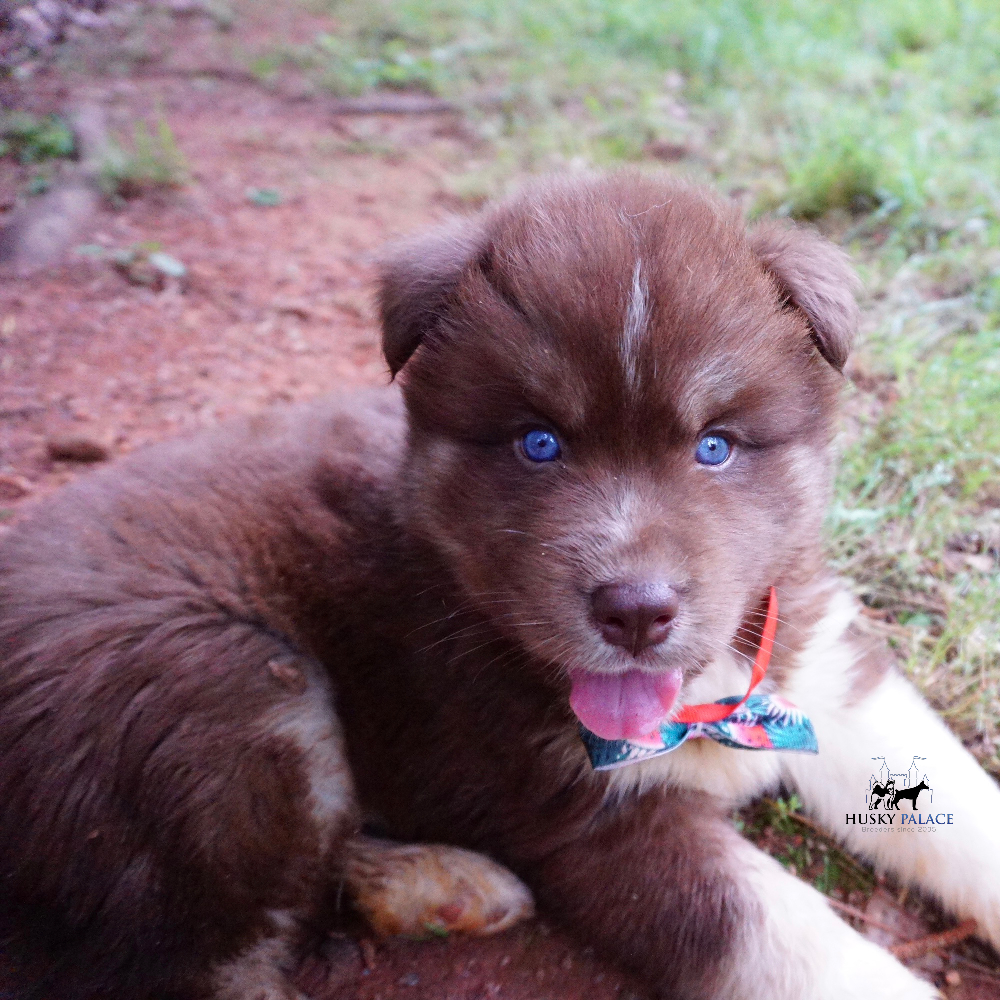 AKC Husky Puppies