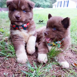 AKC Husky Puppies