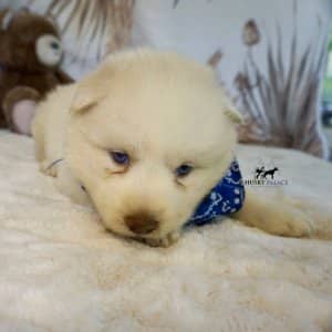 AKC Husky