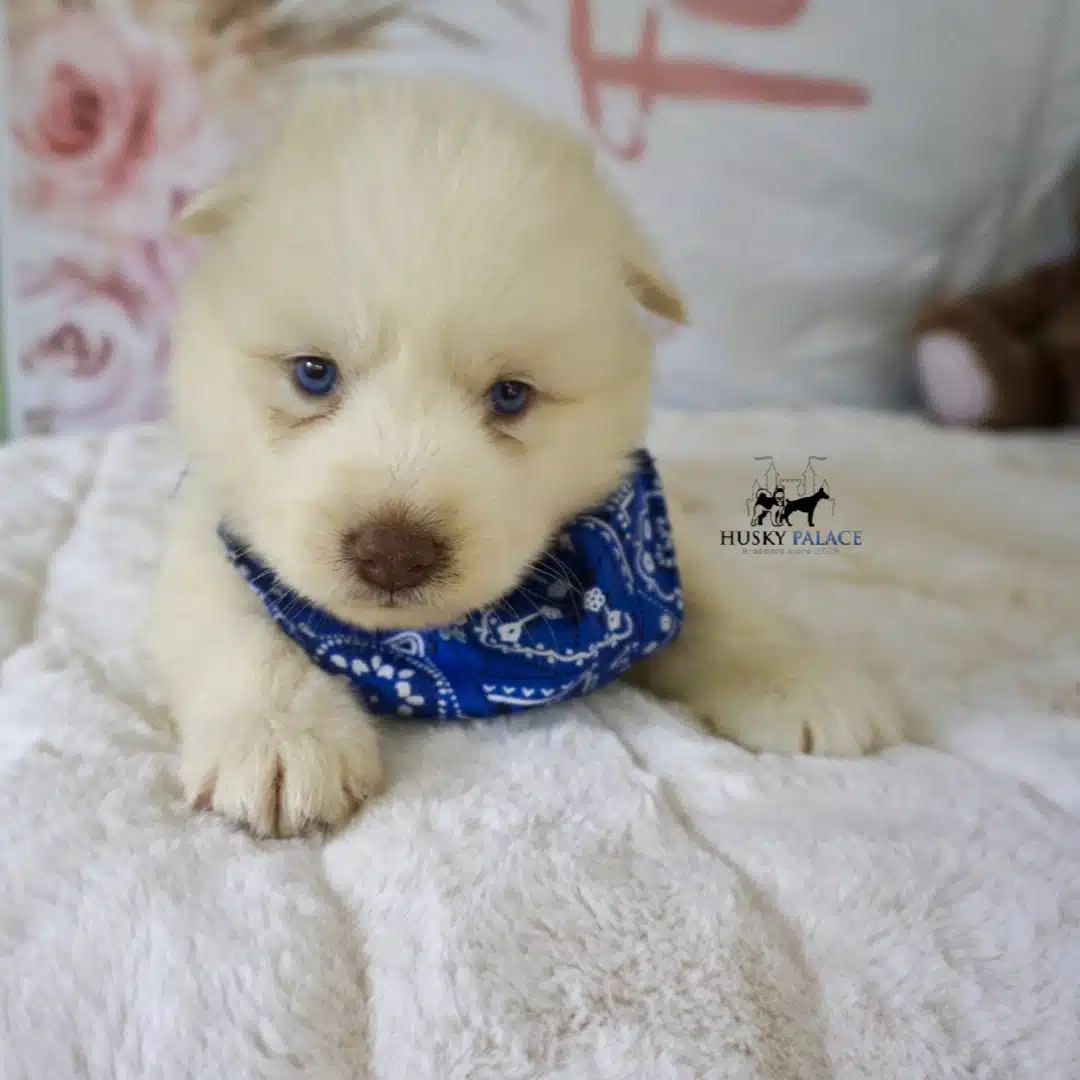 AKC Husky