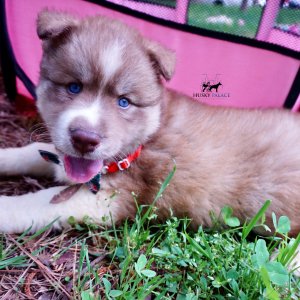 AKC Siberian Husky